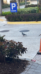 Columba livia domestica