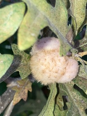 Striatoandricus aciculatus