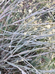 Baccharis articulata