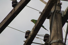 Psittacara leucophthalmus