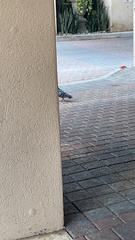 Columba livia domestica