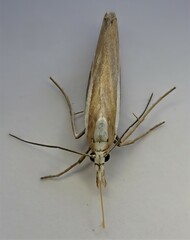 Orocrambus vittellus