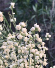 Baccharis articulata