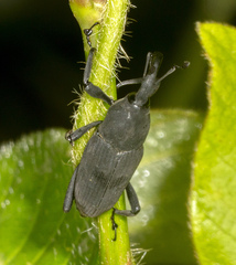 Dryophthorinae