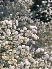 Baccharis articulata
