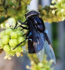 Copestylum violaceum