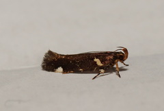 Macrobathra alternatella