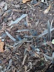 Passer domesticus