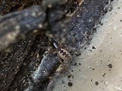 Segestria senoculata