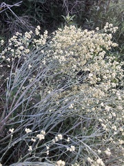 Baccharis articulata