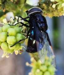 Copestylum violaceum