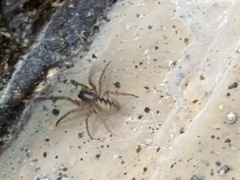Segestria senoculata