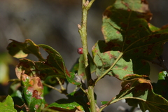 Disholcaspis mellifica
