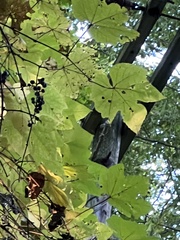 Vitis riparia