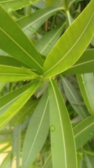 Nerium oleander