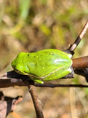 Hyla gratiosa
