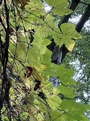 Vitis riparia