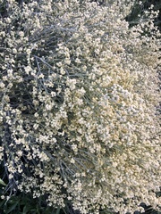 Baccharis articulata