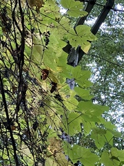 Vitis riparia