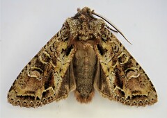 Ichneutica plena