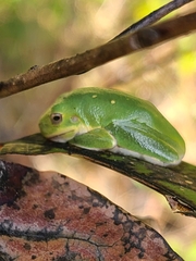 Hyla gratiosa