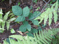 Hylodesmum
