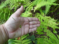 Hylodesmum