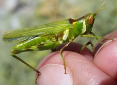 Bootettix argentatus