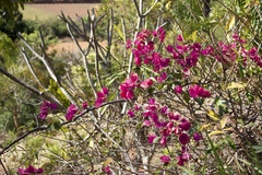 Bougainvillea glabra