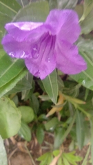 Ruellia simplex