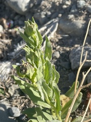 Lepidium draba