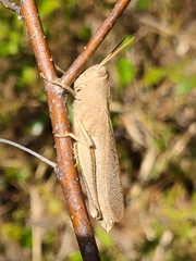 Schistocerca damnifica