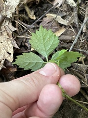 Toxicodendron pubescens