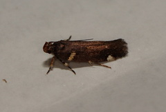 Macrobathra alternatella