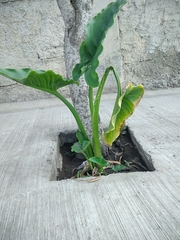 Zantedeschia aethiopica