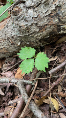 Toxicodendron pubescens
