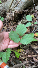 Toxicodendron pubescens