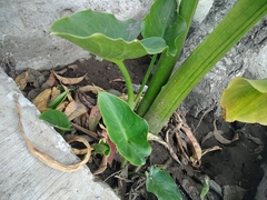 Zantedeschia aethiopica