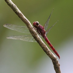 Orthemis macrostigma