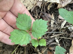 Toxicodendron pubescens