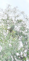 Centropus phasianinus