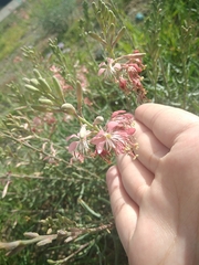 Oenothera suffrutescens