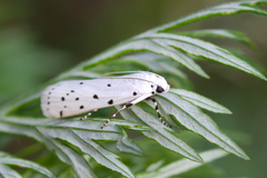 Myelois circumvoluta