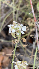 Dimorphocarpa wislizeni