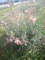 Oenothera suffrutescens