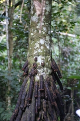 Iriartea deltoidea