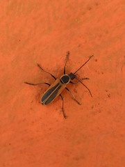 Chauliognathus opacus