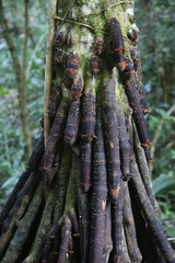 Iriartea deltoidea
