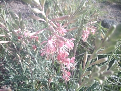 Oenothera suffrutescens