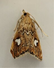 Glaucocharis leucoxantha